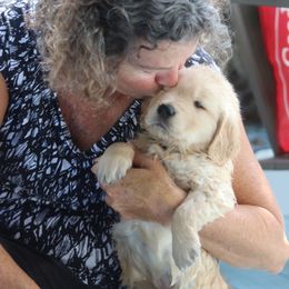 Golden Retriever Puppies from Golden Hour Golden Retrievers