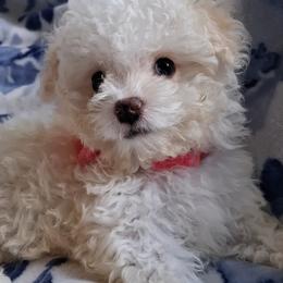 Maltipoo Puppies from Little Cupcakes and Little Punkins Maltipoos