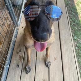 Belgian Malinois and German Shorthaired Pointer All Grown Up from Lapdog GSP