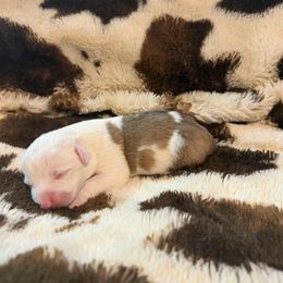 Noel - White and red female Pembroke Welsh Corgi puppy in Hillsville, Virginia from Bonderosa Kennels