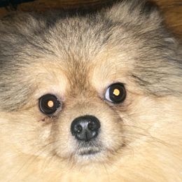 Jupiter - Pomeranian