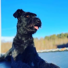 Scout - Giant Schnauzer