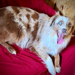 Ginger - Miniature Australian Shepherd
