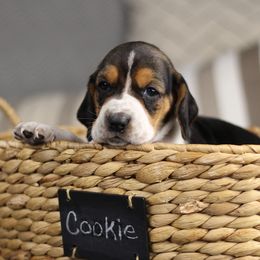Cookie - Black white and brown female Basset Hound puppy in Idaho from Welcome Home Bassets