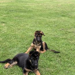 German Shepherd Puppies from Kelley Baron