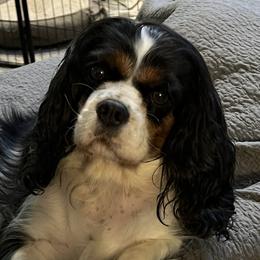Skai - Cavalier King Charles Spaniel