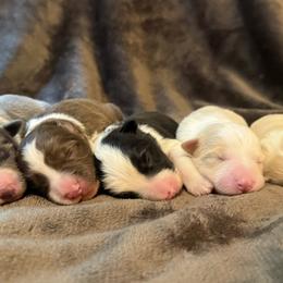 Border Collie puppies from Amethyst Border Collies