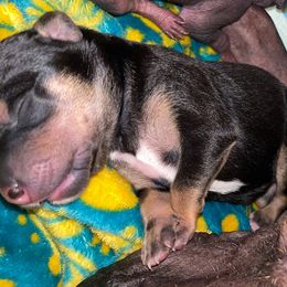 Girl 2 - Black white and tan Xoloitzcuintli puppy in Endicott, New York from Upstate Xoloitzcuintli NY