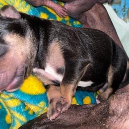 Girl 2 - Black white and tan Xoloitzcuintli puppy in Endicott, New York from Upstate Xoloitzcuintli NY