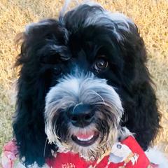 Wendy - Australian Cobberdog