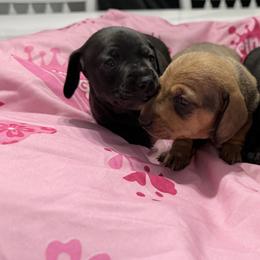 Dachshunds from Pam's Puppies