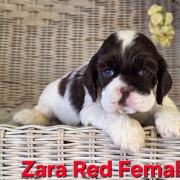 Red collar - Black white and tan female Cocker Spaniel puppy in Bonsall, California from CuttinBlue Farms