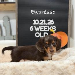 Expresso - Dapple male Dachshund puppy in Goodyear, Arizona from AZ Low Life Doxies