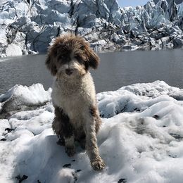 Aussiedoodles and Goldendoodles from Northern Aussiedoodles