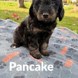 Pancake - Sable male Aussiedoodle puppy in Ellenburg Center, New York from Kristin's Puppies