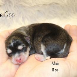 Toodle Doo - Black and white male Pomsky puppy in Denham Springs, Louisiana from Bayouland Pomskies