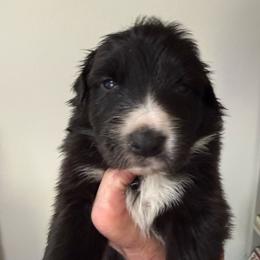 Onyx - Black & white male Australian Shepherd puppy in Ellensburg, Washington from Creekside Aussies
