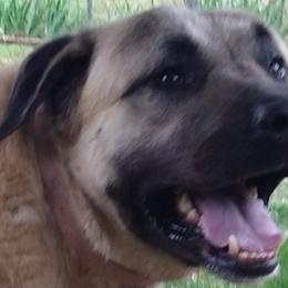 Soultan - Anatolian Shepherd Dog