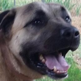 Soultan - Anatolian Shepherd Dog
