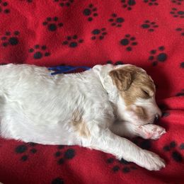 Patriot - Parti male Poodle puppy in New Britain, Connecticut from Poodles of New England