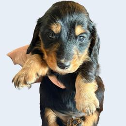 Male CH SUTTON X GCH WHISKEY - Black and tan male Dachshund puppy in Medina, Ohio from STORIED DOXIES