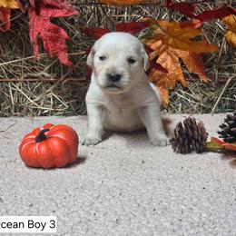 Ocean boy 3 - Light golden male Golden Retriever puppy in Niles, Michigan from Christiana Creek Goldens