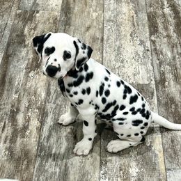 Dalmatian Puppies from Green Acre Dalmatians