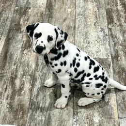 Dalmatian Puppies from Green Acre Dalmatians