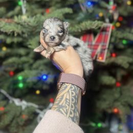 Orion - Merle male Pomsky puppy in Coos Bay, Oregon from Ocean View Pomskies