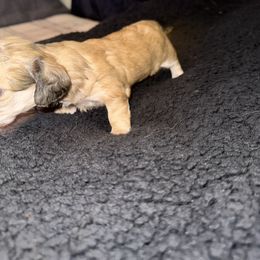 Dachshund Puppies from It’s just a wiener dachshund