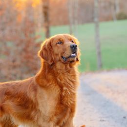 Golden Retrievers from Carolina Breeders Family