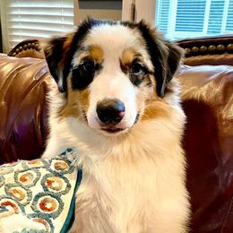 Australian Shepherds and French Bulldogs from Phyllis Six Pierce