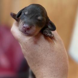 Rodrick Heffley - Chocolate and cream male Dachshund puppy in Stamford, Texas from West Texas Miniature Dachshunds