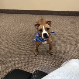 Polly - Staffordshire Bull Terrier