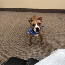 Polly - Staffordshire Bull Terrier