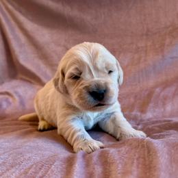 Rocky - Light golden female Golden Retriever puppy in Oregon from Bliss Retrievers
