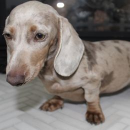 Boujee - Fawn (isabella) and tan female Dachshund puppy in North Ogden, Utah from Flying S Mini Dachshunds