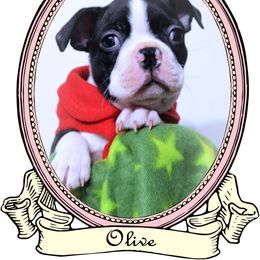 Baby Olive - Black and white female Boston Terrier puppy in Kingsport, Tennessee from Sleepwalker Bostons