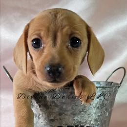 Pearl - Red female Dachshund puppy in Kansas City, Missouri from Divine Doxies LLC