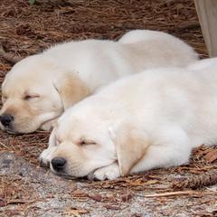 Labrador Retrievers from Livingwood Labs