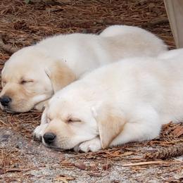 Labrador Retrievers from Livingwood Labs