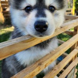 Pomsky Puppies from Nebula Ranch Pomskies