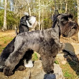 Miniature Schnauzers from Starry Sky Schnauzers