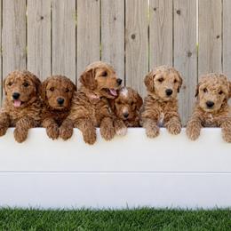 Goldendoodle puppies from Arizona Darling Doodles