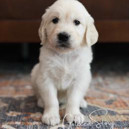 Golden Retriever Puppies from GoldenStory Retrievers