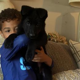 Kato - Black male German Shepherd puppy in Youngsville, North Carolina from di Casa Ortiz German Shepherds