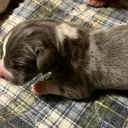 Hukwa - Blue and white male Great Dane puppy in Marlow, New Hampshire from Fox Hill Danes