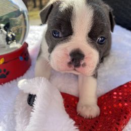 Boston Terrier Puppies from Boston Kup Breeders