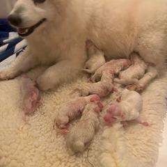 Boy 1 - White male Japanese Spitz puppy in Sebastopol, California from IMag Japanese Spitz