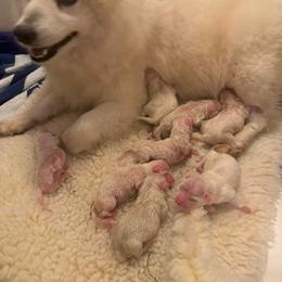 Boy 1 - White male Japanese Spitz puppy in Sebastopol, California from IMag Japanese Spitz